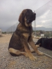 Filename=CAM03528.jpg
Filesize=1392KiB
Dimensions=1920x2560
Date added=%706 %09, %2015 CAM03528.jpg