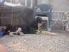 Filename=CAM03597.jpg
Filesize=1627KiB
Dimensions=2560x1920
Date added=%835 %03, %2015 CAM03597.jpg