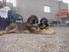 Filename=CAM03702.jpg
Filesize=1620KiB
Dimensions=2560x1920
Date added=%889 %16, %2015 CAM03702.jpg