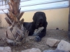 Filename=CAM03715.jpg
Filesize=1205KiB
Dimensions=2560x1920
Date added=%944 %25, %2015 CAM03715.jpg