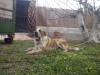 Filename=CAM03835.jpg
Filesize=1785KiB
Dimensions=2560x1920
Date added=%706 %25, %2016 CAM03835.jpg