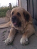 Filename=Cabeza_de_Terry.jpg
Filesize=102KiB
Dimensions=591x772
Date added=%650 %30, %2012 Cabeza_de_Terry.jpg