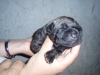 Filename=Cachorro.JPG
Filesize=153KiB
Dimensions=640x480
Date added=%887 %21, %2008 Cachorro.JPG