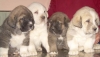 Filename=Cachorros_Ruda~0.jpg
Filesize=54KiB
Dimensions=709x405
Date added=%977 %07, %2008 Cachorros_Ruda~0.jpg