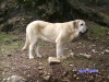 Carras,_8_meses_y_Luna_9_meses_024.jpg