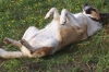 Filename=DANA____PUPS____4-5_mo_018.jpg
Filesize=63KiB
Dimensions=480x320
Date added=%989 %13, %2011 DANA____PUPS____4-5_mo_018.jpg