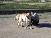 Filename=DSC02095.JPG
Filesize=164KiB
Dimensions=640x480
Date added=%367 %22, %2012 DSC02095.JPG