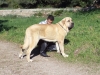 Filename=DSC02104.JPG
Filesize=164KiB
Dimensions=640x480
Date added=%374 %22, %2012 DSC02104.JPG