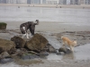 Filename=DSC03422.JPG
Filesize=916KiB
Dimensions=1632x1224
Date added=%612 %22, %2009 DSC03422.JPG