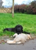 Filename=DSC_0030.jpg
Filesize=209KiB
Dimensions=737x1011
Date added=%791 %13, %2010 DSC_0030.jpg