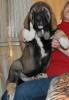 Filename=DSC_0155.JPG
Filesize=138KiB
Dimensions=559x800
Date added=%662 %20, %2012 DSC_0155.JPG