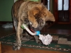 Filename=Dambo_is_very_active_puppy_.JPG
Filesize=99KiB
Dimensions=704x528
Date added=%629 %26, %2007 Dambo_is_very_active_puppy_.JPG