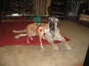 Filename=December_9,_2010_the_furkids_092_Natalia_and_De_Niro.JPG
Filesize=100KiB
Dimensions=912x684
Date added=%022 %12, %2010 December_9,_2010_the_furkids_092_Natalia_and_De_Niro.JPG