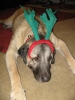 December_9,_2010_the_furkids_107_De_Niro_deer_resting.JPG