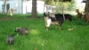 Filename=Dlitter_goat083111_jpg.JPG
Filesize=560KiB
Dimensions=1143x643
Date added=%245 %02, %2011 Dlitter_goat083111_jpg.JPG