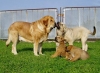 Filename=Druso+Ramonet+puppies.jpg
Filesize=46KiB
Dimensions=547x400
Date added=%835 %18, %2006 Druso+Ramonet+puppies.jpg