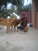Filename=Elma_de_Alneyo_.JPG
Filesize=401KiB
Dimensions=1500x2000
Date added=%913 %06, %2010 Elma_de_Alneyo_.JPG
