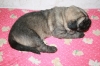 Filename=Female_2___1_week.jpg
Filesize=273KiB
Dimensions=859x573
Date added=%532 %22, %2008 Female_2___1_week.jpg