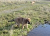 Filename=Frida.JPG
Filesize=53KiB
Dimensions=448x318
Date added=%905 %19, %2010 Frida.JPG