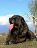 Filename=GIRON.jpg
Filesize=93KiB
Dimensions=480x622
Date added=%825 %13, %2009 GIRON.jpg