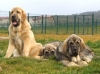 Filename=GRUPO_DE_CACHORROS_(6).jpg
Filesize=254KiB
Dimensions=600x448
Date added=%722 %03, %2012 GRUPO_DE_CACHORROS_(6).jpg