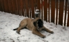 Gitana_6_Months_old_1st_Snow_2.jpg