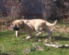 Filename=Goliat3me.jpg
Filesize=59KiB
Dimensions=595x480
Date added=%491 %25, %2013 Goliat3me.jpg