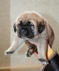 Filename=Goya_3_weeks.jpg
Filesize=130KiB
Dimensions=768x915
Date added=%448 %25, %2009 Goya_3_weeks.jpg