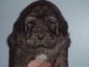 Filename=Grama_1.JPG
Filesize=143KiB
Dimensions=640x480
Date added=%415 %31, %2010 Grama_1.JPG