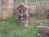 Filename=Grama_1~0.JPG
Filesize=141KiB
Dimensions=640x480
Date added=%579 %22, %2010 Grama_1~0.JPG