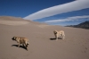 Filename=Great_Sand_Dunes_Colorado_(149).JPG
Filesize=120KiB
Dimensions=1000x667
Date added=%189 %03, %2009 Great_Sand_Dunes_Colorado_(149).JPG