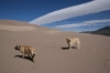 Great_Sand_Dunes_Colorado_(149).JPG