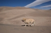 Filename=Great_Sand_Dunes_Colorado_(157).JPG
Filesize=126KiB
Dimensions=1000x667
Date added=%189 %03, %2009 Great_Sand_Dunes_Colorado_(157).JPG