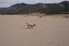 Great_Sand_Dunes_Colorado_(17).JPG