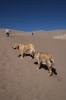 Filename=Great_Sand_Dunes_Colorado_(236).JPG
Filesize=126KiB
Dimensions=667x1000
Date added=%187 %03, %2009 Great_Sand_Dunes_Colorado_(236).JPG