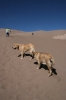 Great_Sand_Dunes_Colorado_(236).JPG