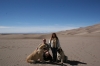 Filename=Great_Sand_Dunes_Colorado_(71).JPG
Filesize=133KiB
Dimensions=1000x667
Date added=%189 %03, %2009 Great_Sand_Dunes_Colorado_(71).JPG
