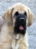 Filename=HOBO_CACHORRO_DE_90_DIASI_013.jpg
Filesize=400KiB
Dimensions=600x800
Date added=%412 %22, %2008 HOBO_CACHORRO_DE_90_DIASI_013.jpg