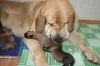 Filename=Happy_mummy.jpg
Filesize=226KiB
Dimensions=804x536
Date added=%475 %17, %2008 Happy_mummy.jpg