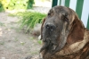 Filename=Hessi_1.jpg
Filesize=163KiB
Dimensions=734x490
Date added=%625 %28, %2008 Hessi_1.jpg