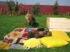 Filename=Hessi_and_puppies.jpg
Filesize=230KiB
Dimensions=897x672
Date added=%736 %07, %2008 Hessi_and_puppies.jpg