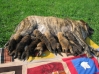 Filename=Hessi_with_the_puppies.jpg
Filesize=285KiB
Dimensions=896x672
Date added=%733 %07, %2008 Hessi_with_the_puppies.jpg