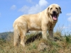 Filename=IKER_2008_031.jpg
Filesize=284KiB
Dimensions=600x450
Date added=%694 %31, %2008 IKER_2008_031.jpg