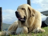 Filename=IKER_2008_032.jpg
Filesize=242KiB
Dimensions=600x450
Date added=%693 %31, %2008 IKER_2008_032.jpg