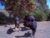 Filename=IM000552.JPG
Filesize=104KiB
Dimensions=640x480
Date added=%597 %25, %2011 IM000552.JPG