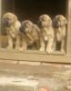 Filename=IMG-20140531-WA0003.jpg
Filesize=70KiB
Dimensions=626x800
Date added=%628 %01, %2014 IMG-20140531-WA0003.jpg