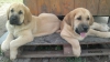 Filename=IMG-20140818-WA0003.jpg
Filesize=142KiB
Dimensions=1280x718
Date added=%647 %18, %2014 IMG-20140818-WA0003.jpg