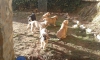 Filename=IMG-20141216-WA0001.jpg
Filesize=258KiB
Dimensions=1280x768
Date added=%851 %09, %2015 IMG-20141216-WA0001.jpg