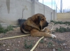 Filename=IMG-20150131-WA0101.jpg
Filesize=208KiB
Dimensions=1280x959
Date added=%764 %15, %2015 IMG-20150131-WA0101.jpg
