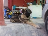 Filename=IMG-20150301-WA0008.jpg
Filesize=189KiB
Dimensions=1280x959
Date added=%740 %03, %2015 IMG-20150301-WA0008.jpg